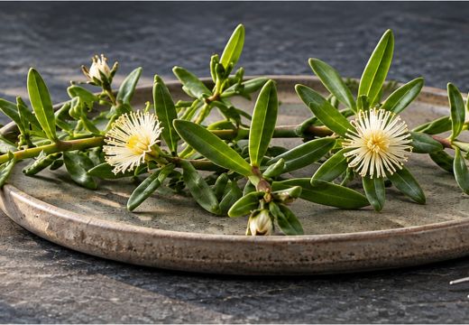 What Research Can Tell Us About Kanna Benefits