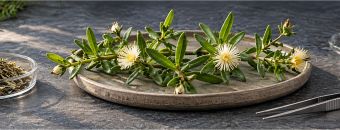 What Research Can Tell Us About Kanna Benefits